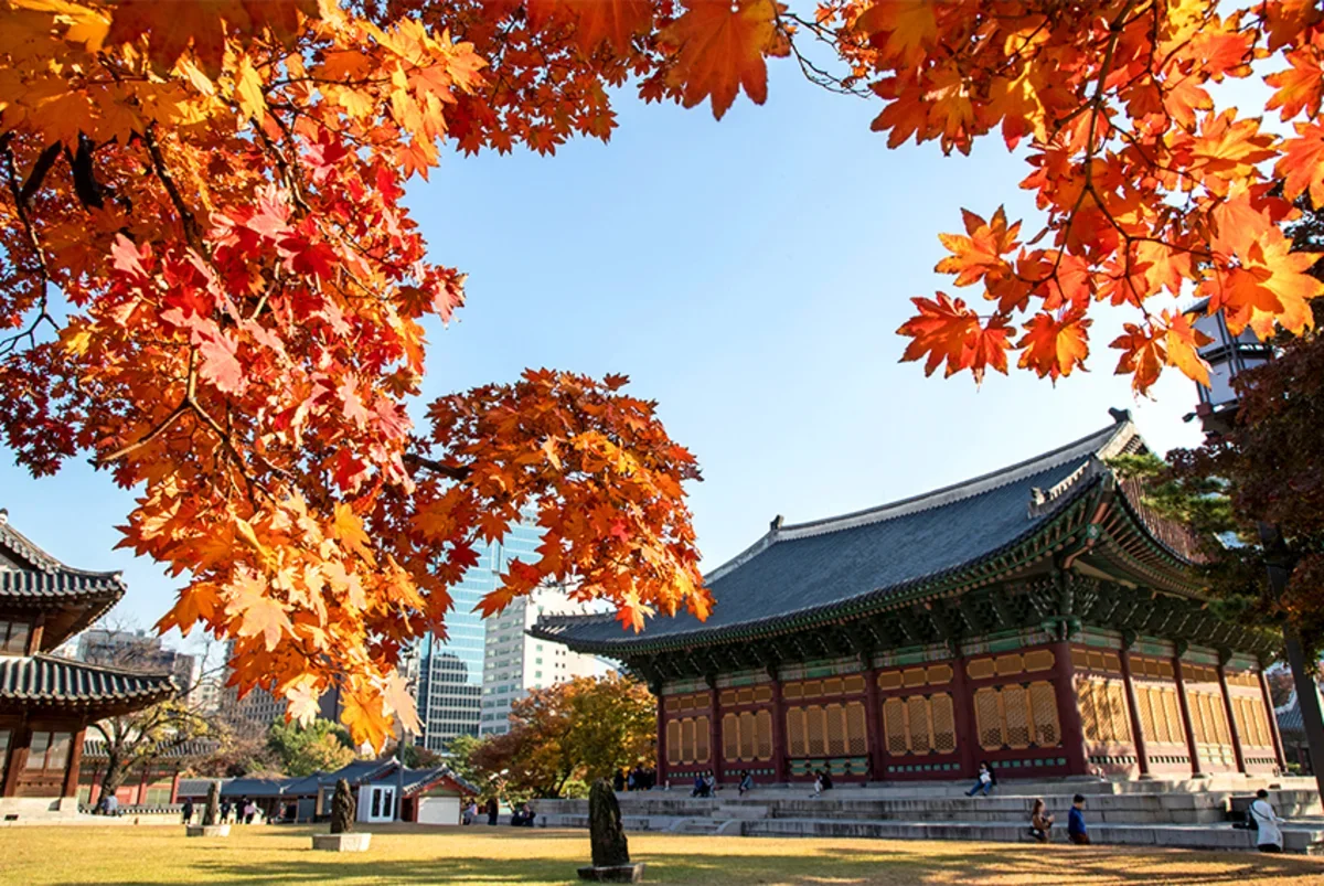 Танпхун в Корее: лучшие места в Сеуле, где можно полюбоваться кленами